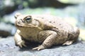 Cane toad     Rhinella marina Royalty Free Stock Photo