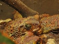 The cane toad Rhinella marina, also known as the giant neotropical toad or marine toad, is a large, terrestrial true toad native Royalty Free Stock Photo