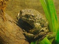 The cane toad Rhinella marina, also known as the giant neotropical toad or marine toad, is a large, terrestrial true toad native Royalty Free Stock Photo