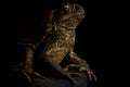 The Cane toad Rhinella marina Royalty Free Stock Photo