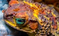 Cane toad (Rhinella marina), close-up of a toad\'s head Royalty Free Stock Photo