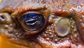 Cane toad (Rhinella marina), close-up of a toad's head Royalty Free Stock Photo