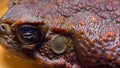 Cane toad (Rhinella marina), close-up of a toad\'s head Royalty Free Stock Photo