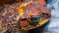Cane toad (Rhinella marina), close-up of a toad\'s head Royalty Free Stock Photo