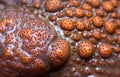 Cane toad (Rhinella marina), close-up of a wart on the skin of a toad Royalty Free Stock Photo