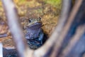 Cane toad - Rhinella marina Royalty Free Stock Photo