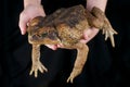 Cane toad / Rhinella marina Royalty Free Stock Photo