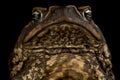 The Cane toad Rhinella marina Royalty Free Stock Photo