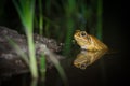 Cane Toad Soaking In Water At Night With Clear Reflection Royalty Free Stock Photo