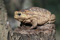 Cane Toad on a Stump Royalty Free Stock Photo