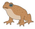 Cane Toad vector illustration. Vector frog Royalty Free Stock Photo