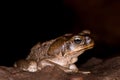 Cane toad + Royalty Free Stock Photo