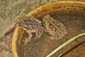Cane toads in a dish of water Royalty Free Stock Photo