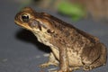 A cane toad or frog found in Australia Royalty Free Stock Photo