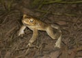 Cane toads at night