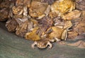 Cane toads trapped in rock hole with one trying to escape