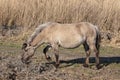 Canebrake with Konik horse in Dutch National Park Oostvaadersplassen Royalty Free Stock Photo