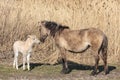 Canebrake with Konik horses in Dutch National Park Oostvaadersplassen