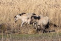 Canebrake with Konik horses in Dutch National Park Oostvaadersplassen Royalty Free Stock Photo