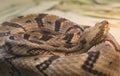 Canebrake Rattlesnake Royalty Free Stock Photo