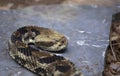 Canebrake Rattlesnake Drawn Back Royalty Free Stock Photo