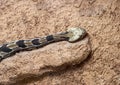 Canebrake Rattlesnake at Rattlers & Reptiles, a small museum in Fort Davis, Texas, owned by Buzz Ross.