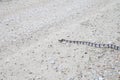 Canebrake Rattlesnake Royalty Free Stock Photo