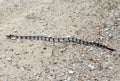 Canebrake Rattlesnake Royalty Free Stock Photo