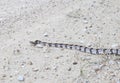 Canebrake Rattlesnake Royalty Free Stock Photo