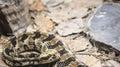 Canebrake Rattlesnake Royalty Free Stock Photo