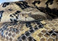 Canebrake Timber Rattlesnake Close up with Head Resting on Body Peacefully as it Watches with Sharp Eye Royalty Free Stock Photo