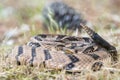 Canebrake Timber Rattlesnake coiled rattling and ready to strike Royalty Free Stock Photo