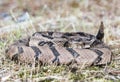 Canebrake Timber Rattlesnake coiled rattling and ready to strike Royalty Free Stock Photo