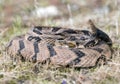 Canebrake Timber Rattlesnake coiled rattling and ready to strike Royalty Free Stock Photo