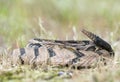 Canebrake Timber Rattlesnake coiled rattling and ready to strike Royalty Free Stock Photo