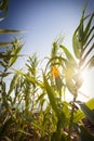 Canes Bamboo plants with sunset and sun rays. Blue sky in the background. Royalty Free Stock Photo