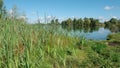 Canes on a coast of lake in summer day