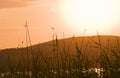 The canes on the coast of lake at sunset