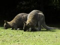 Cangaroo Royalty Free Stock Photo