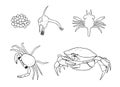 Crab Life Cycle â From Egg to Adult Crab Coloring Page Royalty Free Stock Photo