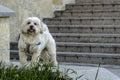 Caniche dog Royalty Free Stock Photo