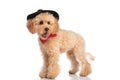 Caniche dog yawning, wearing black hat and a red bowtie Royalty Free Stock Photo