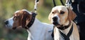 Canicross, bikejoring.Two dogs labrador retriever mushing race