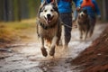 Canicross dog mushing, a fast paced race of canine athleticism Royalty Free Stock Photo