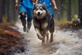 Canicross dog mushing, a fast paced race of canine athleticism Royalty Free Stock Photo