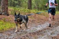 Canicross dog mushing race