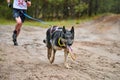 Canicross dog mushing race Royalty Free Stock Photo