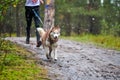 Canicross dog mushing race Royalty Free Stock Photo