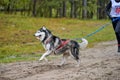 Canicross dog mushing race Royalty Free Stock Photo