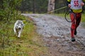 Canicross dog mushing race Royalty Free Stock Photo